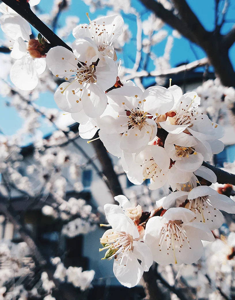 CRAB APPLE BLOSSOM