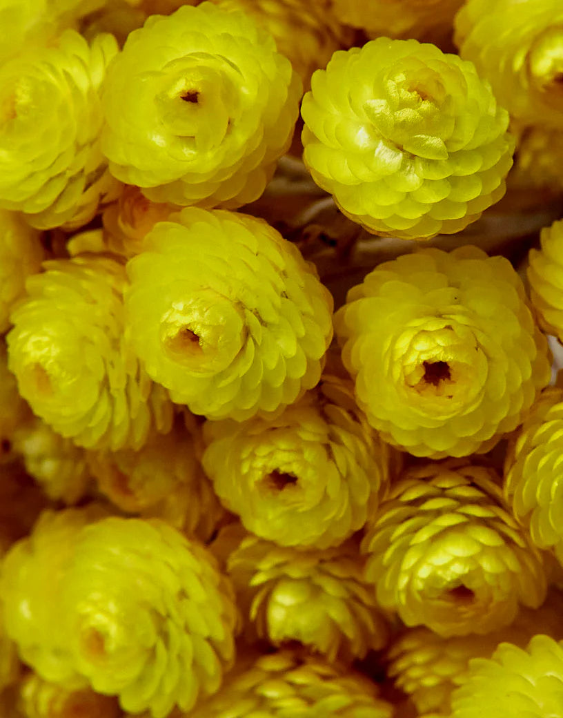 IMMORTELLE
NOBLE COLLECTION